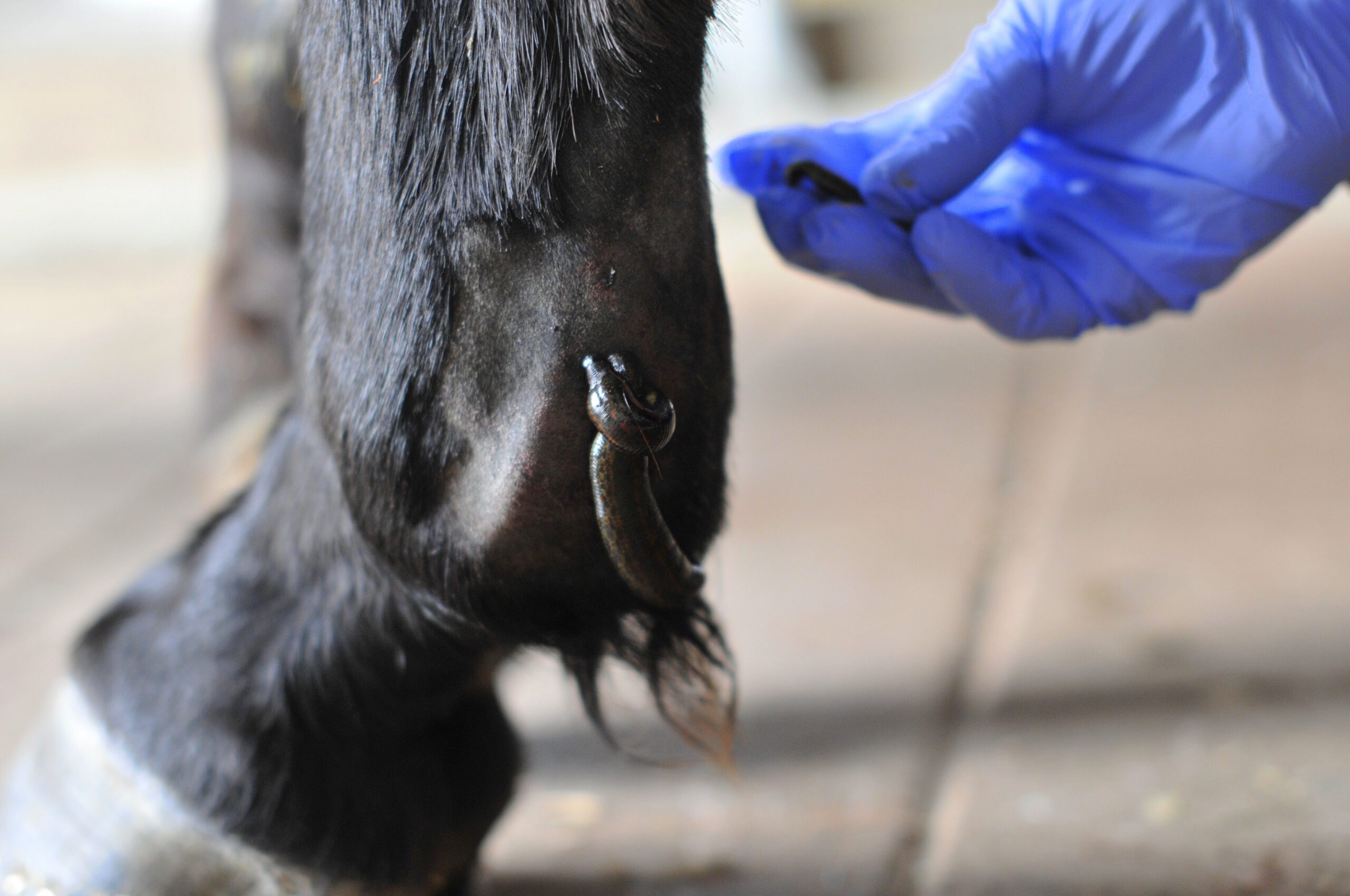 Blutegelbehandlung beim Pferd