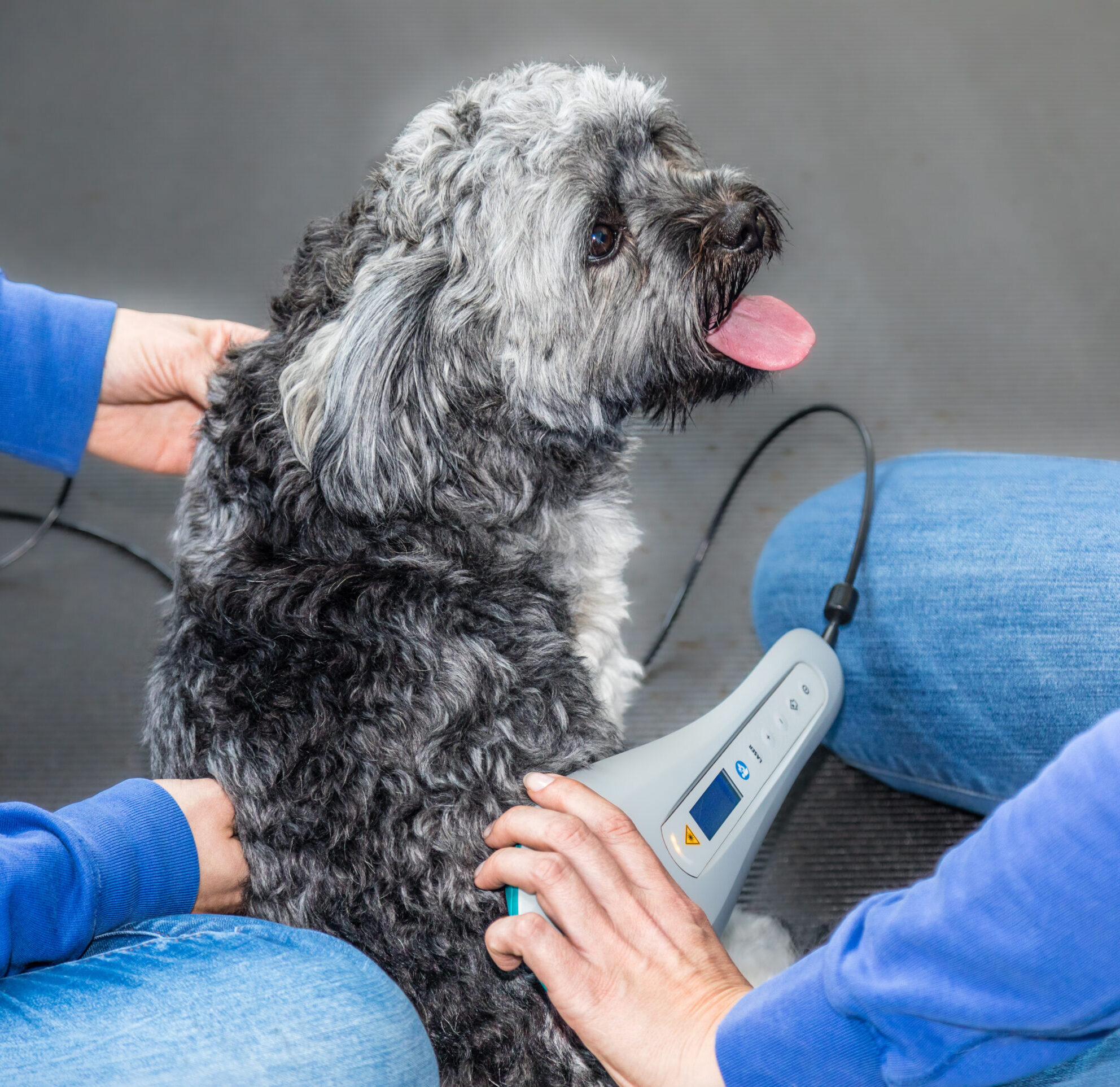 Physiotherapie beim Hund mit Laserbehandlung
